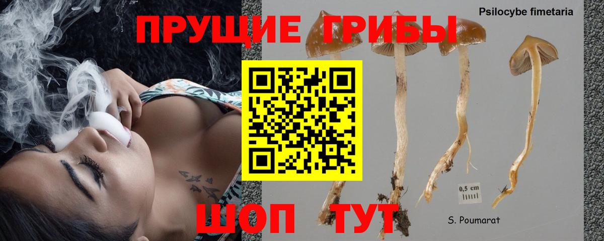 Псилоцибиновые грибы Psilocybe Краснодар